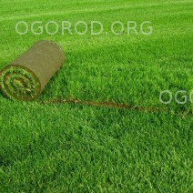 Газонная трава