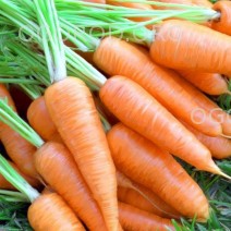 Семена морковки