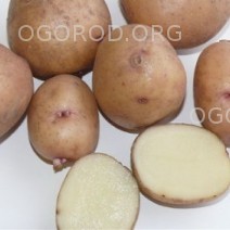 Семенной картофель (в наличии)