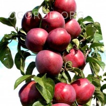 Колоновидная яблоня Джин