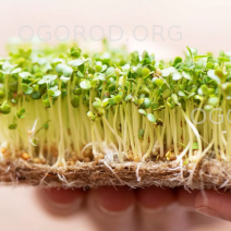 Семена микрозелени