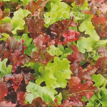 салат 1,2,3,4,5 смесь листовой цветущий сад