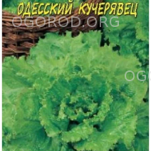 салат одесский кучерявец цветущий сад