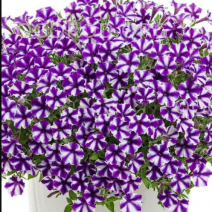 петуния мини виста вайолет Petunia Mini Vista Violet