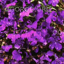 фиолетовое море  цветущий сад