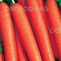 Морковь Мармелад