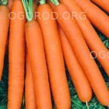 Морковь Страна Чудес